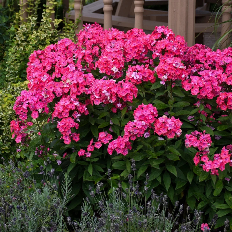 Phlox des Jardins GARDEN GIRLS™ Glamour Girl
