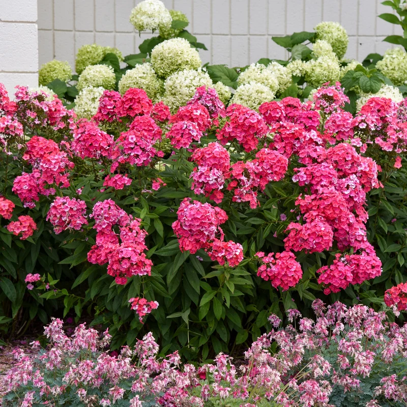 Phlox des Jardins GARDEN GIRLS™ Glamour Girl
