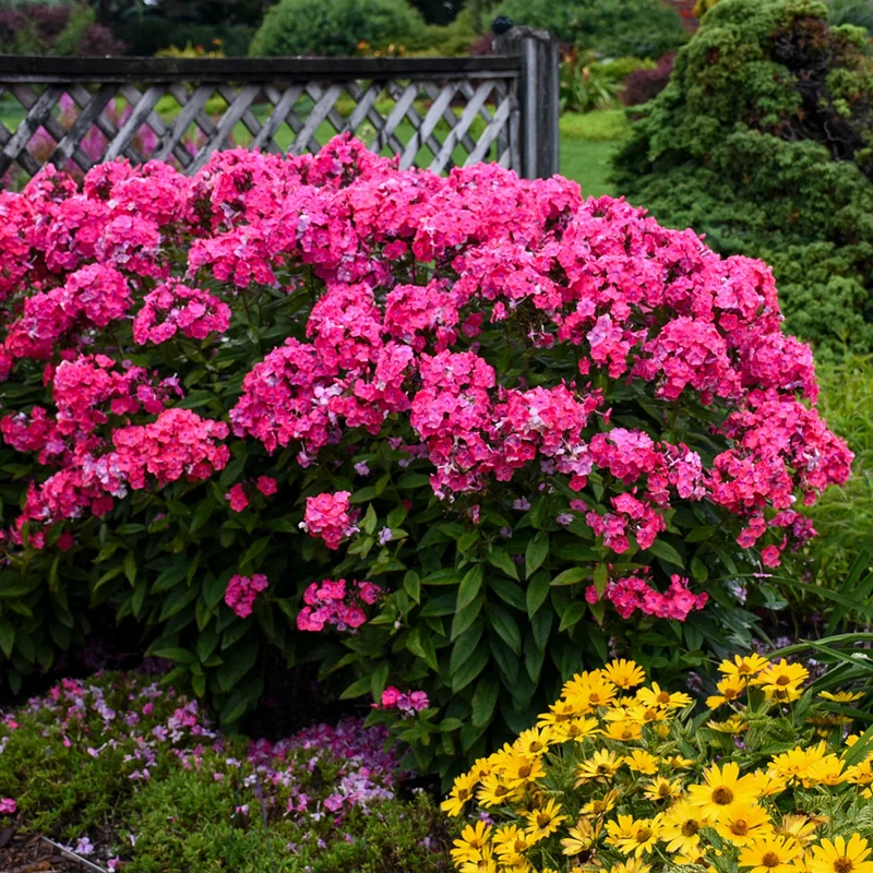 Phlox des Jardins GARDEN GIRLS™ Glamour Girl