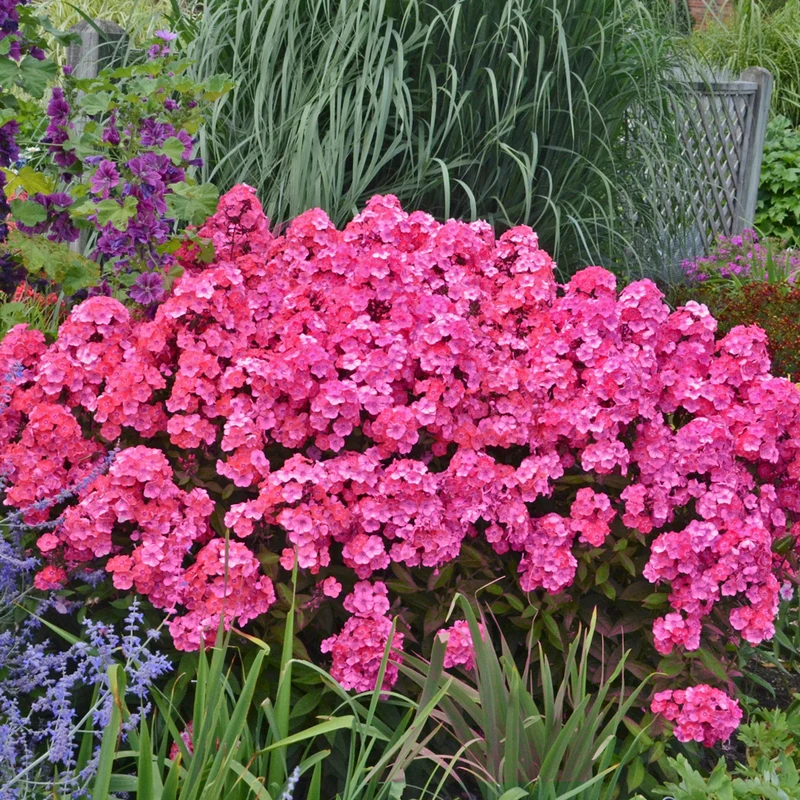 Phlox des Jardins GARDEN GIRLS™ Glamour Girl