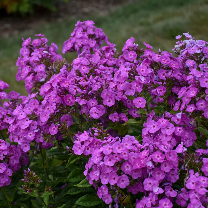 Phlox des Jardins GARDEN GIRLS™ Cover Girl