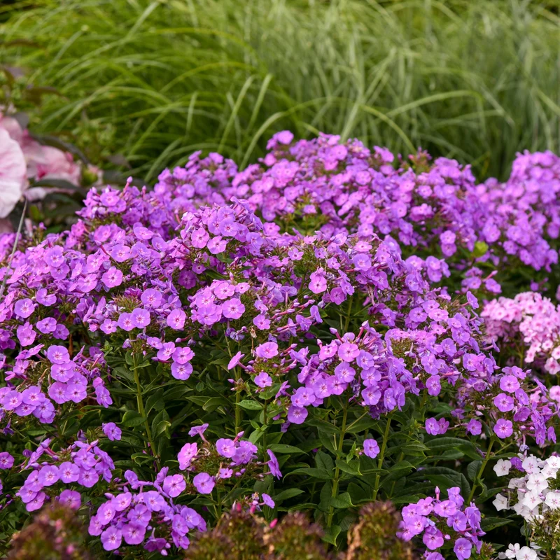 Phlox des Jardins GARDEN GIRLS™ Cover Girl