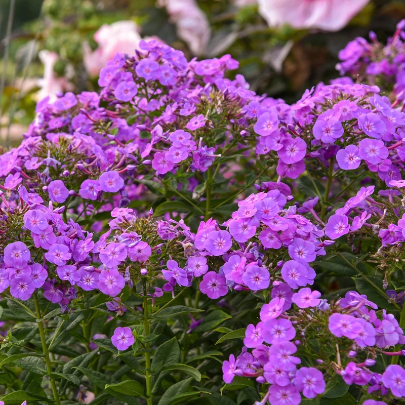 Phlox des Jardins GARDEN GIRLS™ Cover Girl