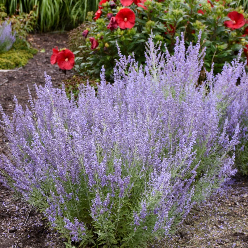 Perovskia 'Denim 'n Lace' - Sauge de Russie 'Denim 'n Lace'