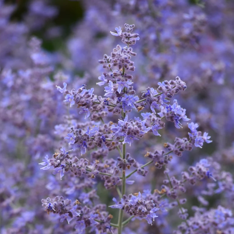 Sauge de Russie 'Bluesette'