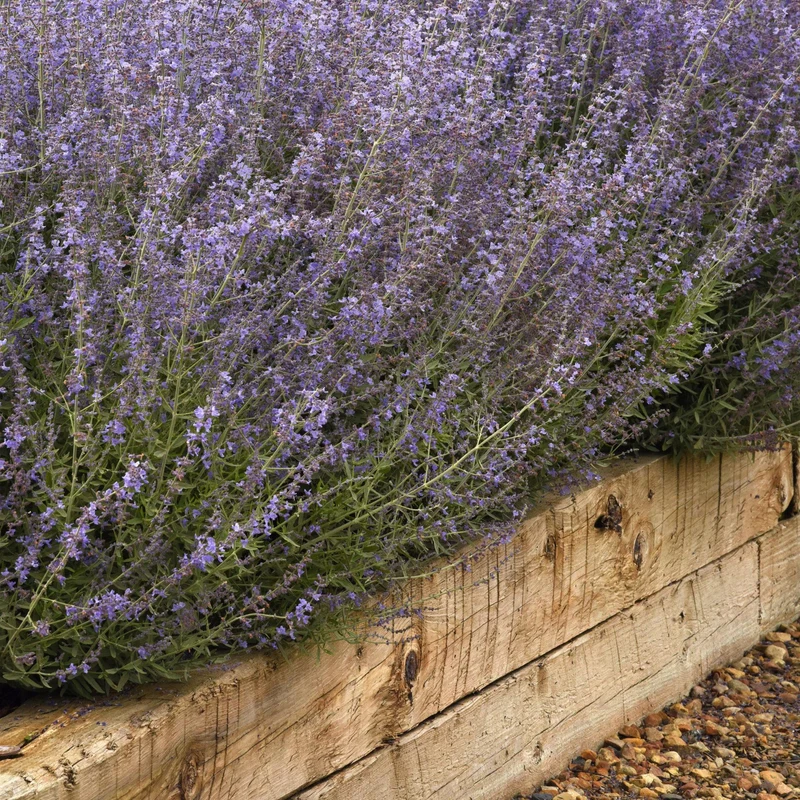 Sauge de Russie 'Bluesette'