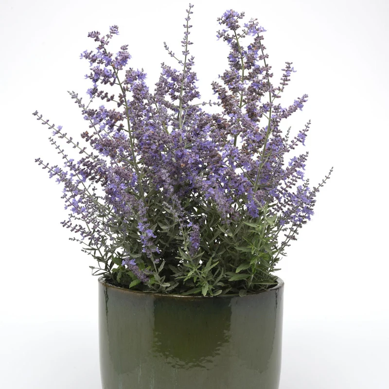 Sauge de Russie 'Bluesette'
