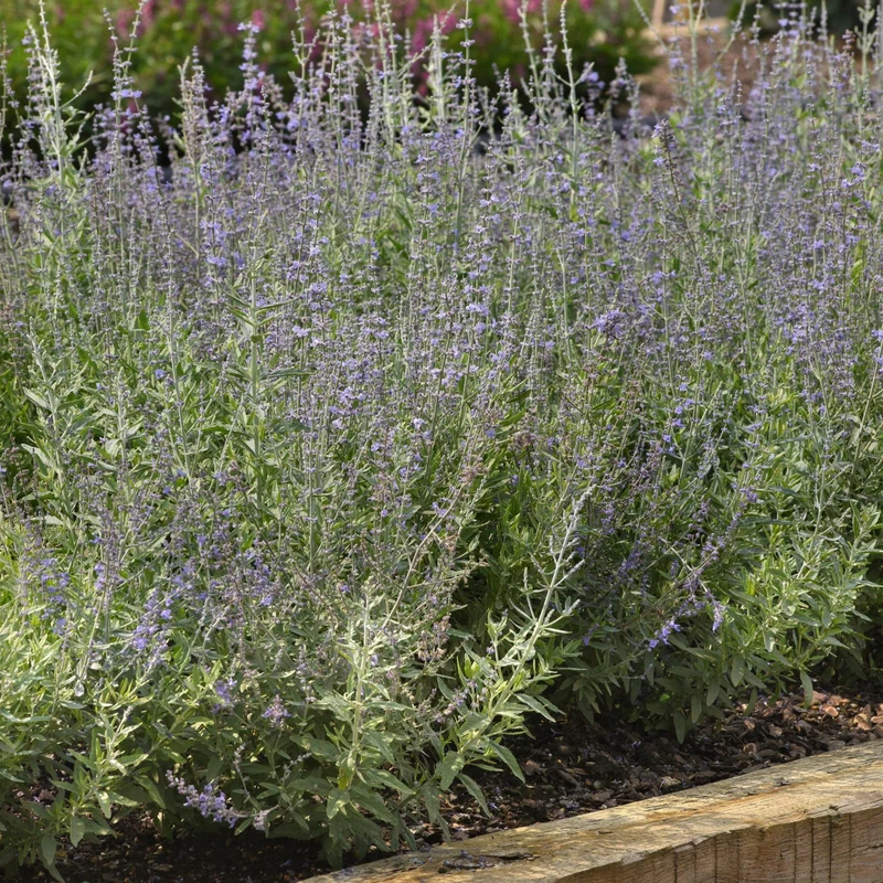 Sauge de Russie 'Bluesette'