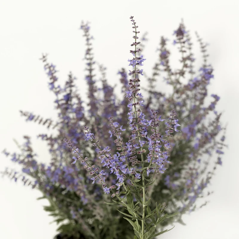 Sauge de Russie 'Bluesette'
