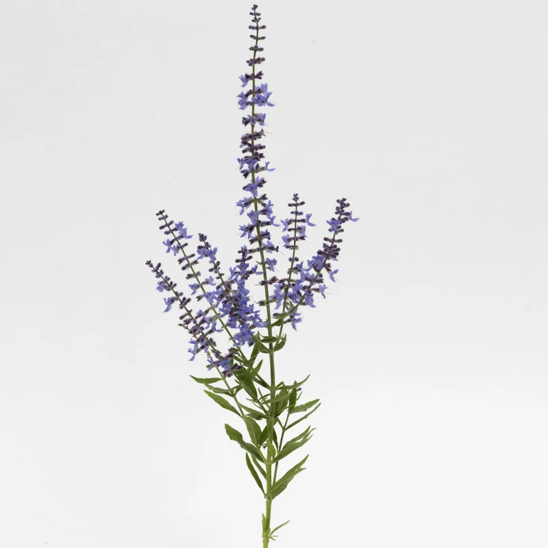 Sauge de Russie 'Bluesette'