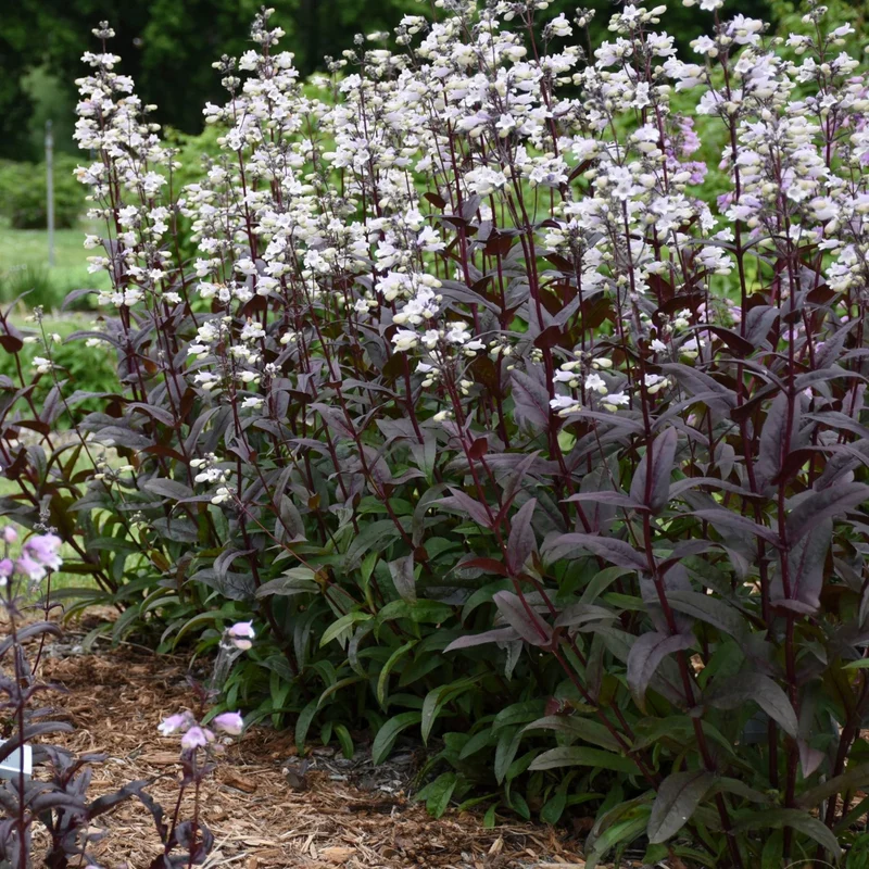 Penstemon digitalis 'Onyx and Pearls' - Penstémon 'Onyx and Pearls'