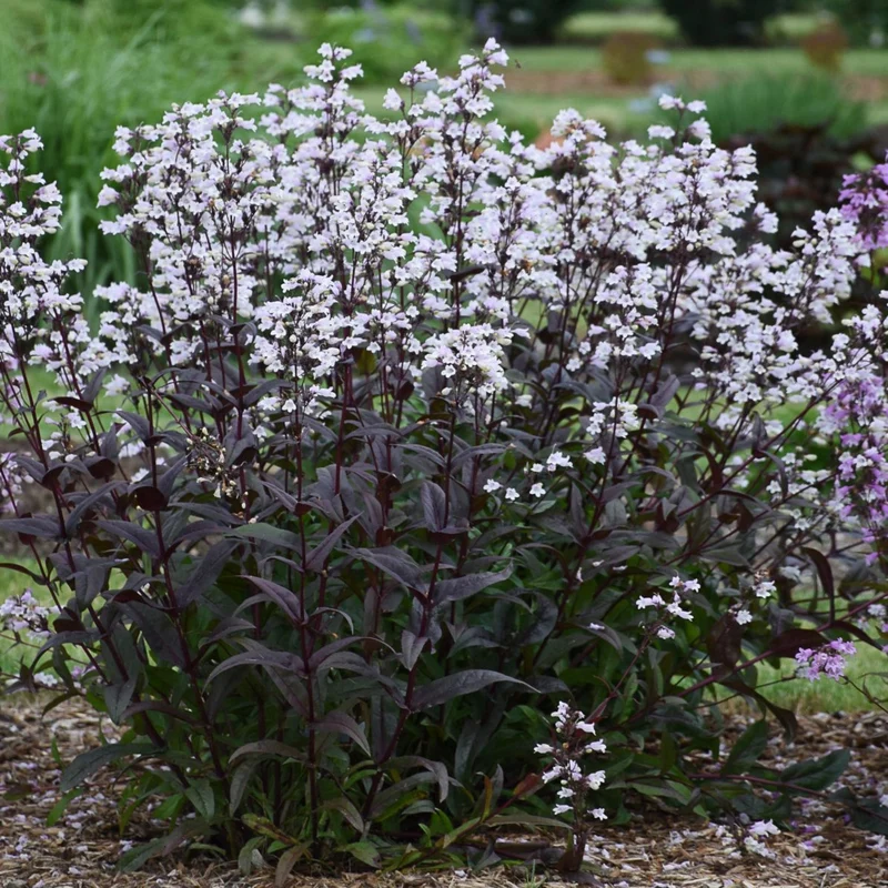 Penstemon digitalis 'Onyx and Pearls' - Penstémon 'Onyx and Pearls'