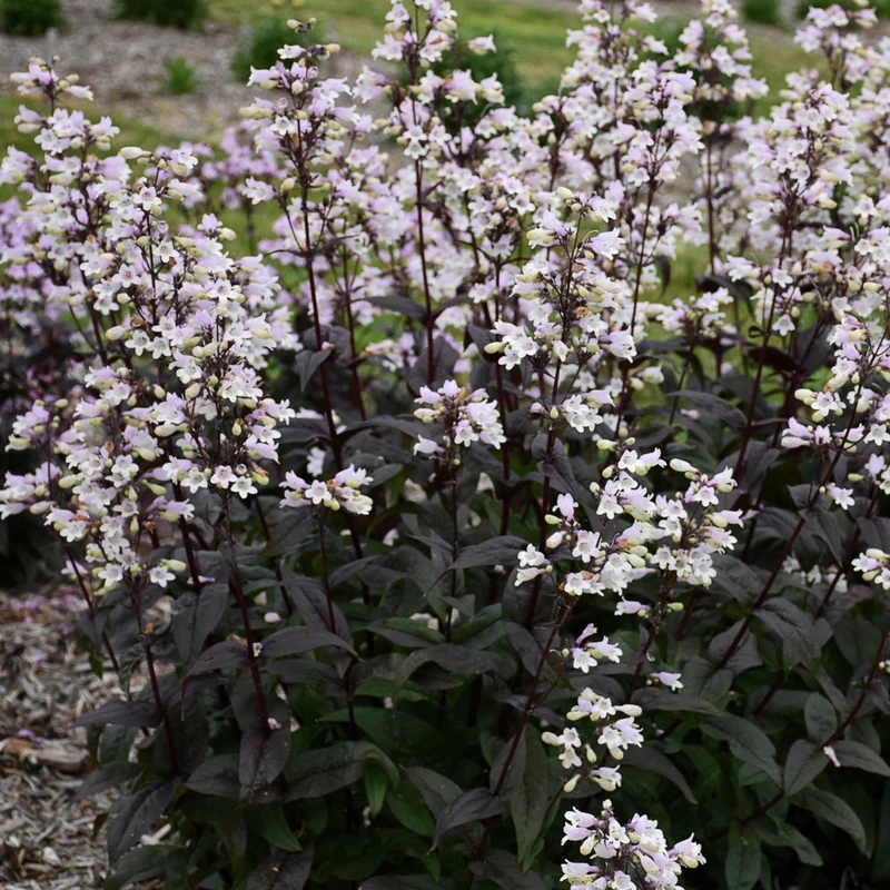 Penstemon digitalis 'Onyx and Pearls' - Penstémon 'Onyx and Pearls'