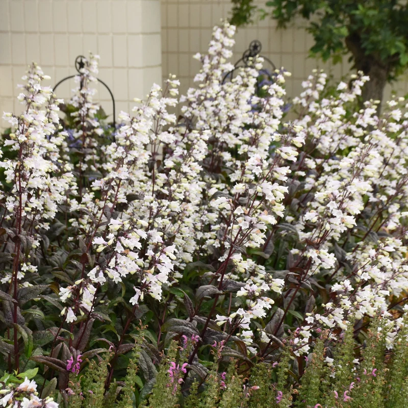 Penstemon digitalis 'Onyx and Pearls' - Penstémon 'Onyx and Pearls'