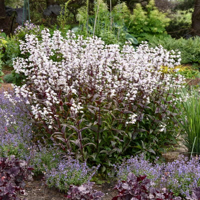 Penstemon digitalis 'Onyx and Pearls' - Penstémon 'Onyx and Pearls'