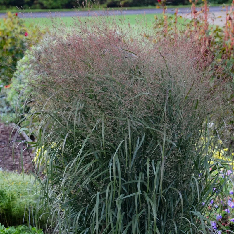 Panic érigé PRAIRIE WINDS® Apache Rose