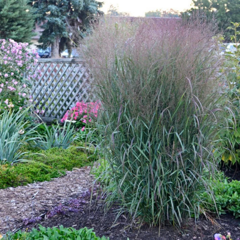 Panic érigé PRAIRIE WINDS® Apache Rose