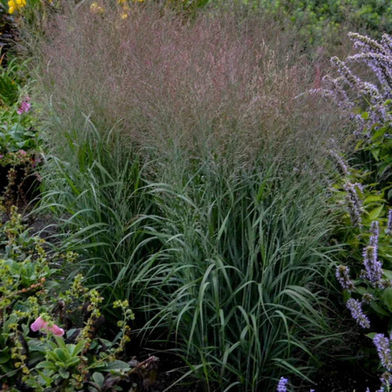 Panic érigé PRAIRIE WINDS® Apache Rose