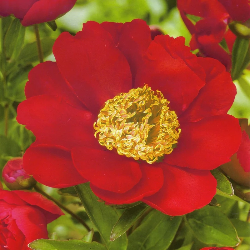Pivoine 'Nippon Beauty'