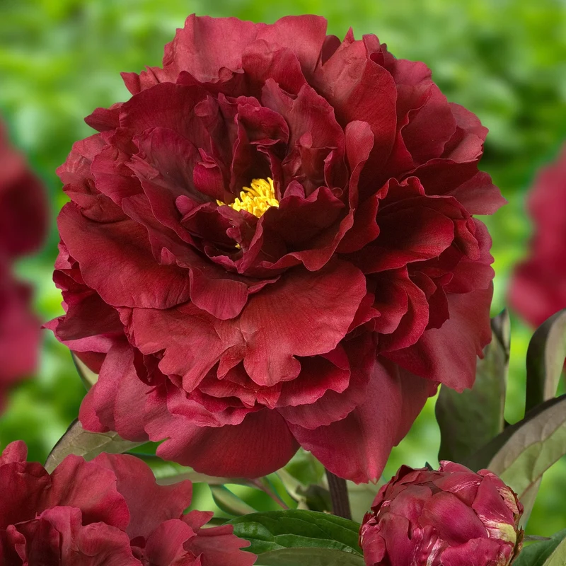 Pivoine 'Black Beauty'