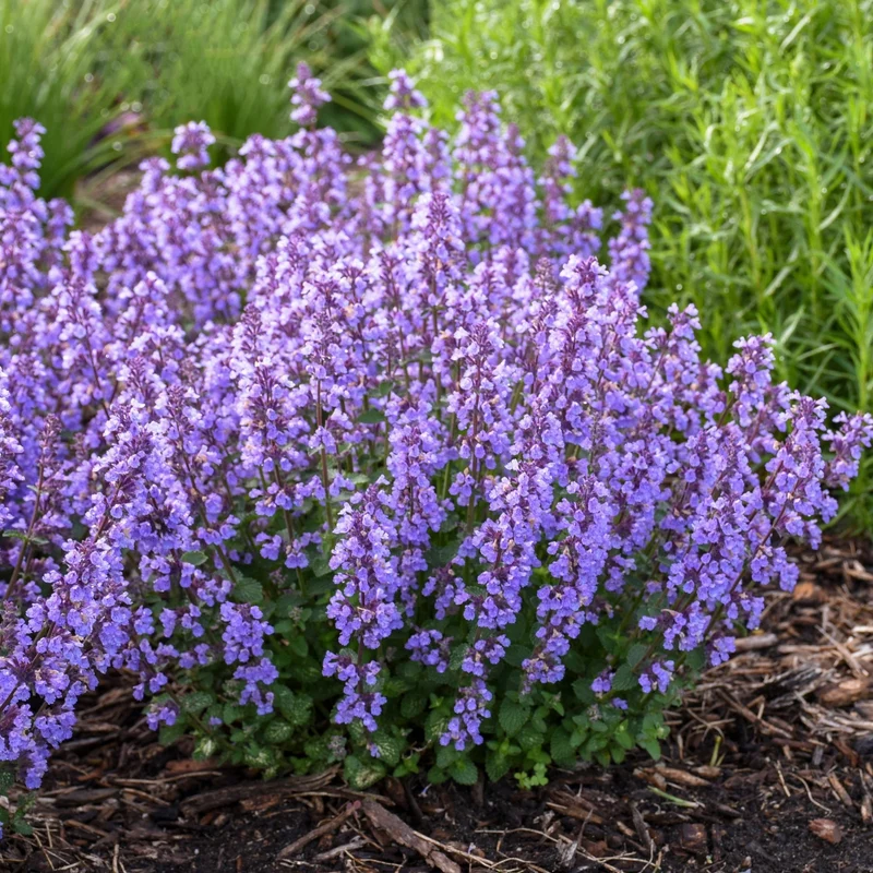 Nepeta hybrida 'Cat's Pajamas' - Népéta 'Cat's Pajamas' (Herbe à chat)