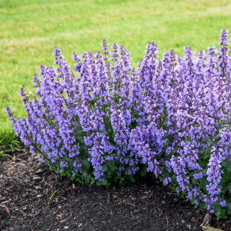 Nepeta hybrida 'Cat's Pajamas' - Népéta 'Cat's Pajamas' (Herbe à chat)
