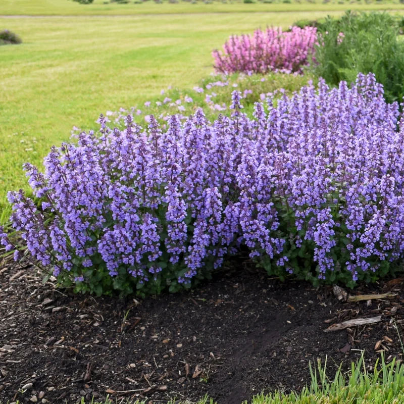Nepeta hybrida 'Cat's Pajamas' - Népéta 'Cat's Pajamas' (Herbe à chat)