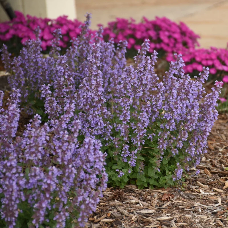 Nepeta hybrida 'Cat's Pajamas' - Népéta 'Cat's Pajamas' (Herbe à chat)