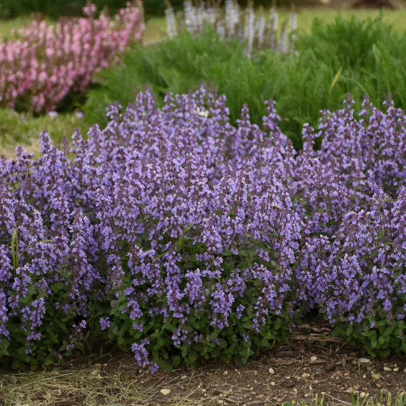 Nepeta hybrida 'Cat's Pajamas' - Népéta 'Cat's Pajamas' (Herbe à chat)