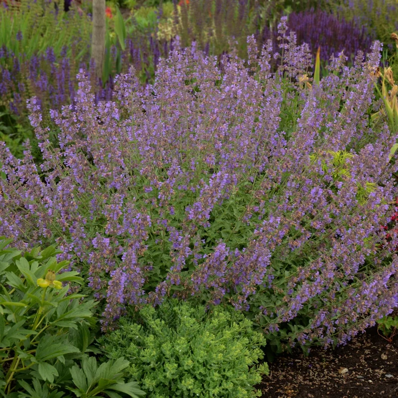 Nepeta faassenii 'Walker's Low' – Népéta 'Walker's Low' (Menthe des chats)