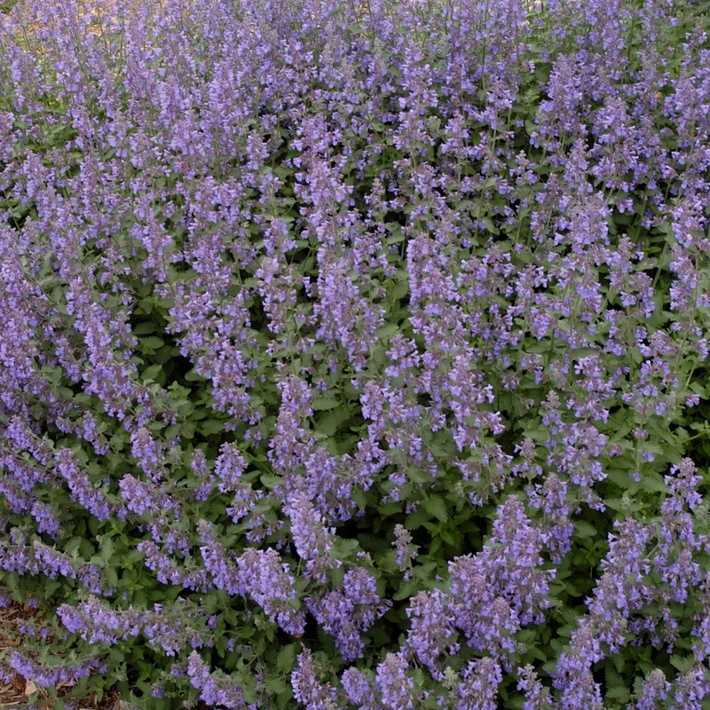 Nepeta faassenii 'Walker's Low' – Népéta 'Walker's Low' (Menthe des chats)