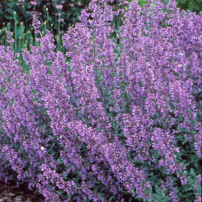 Nepeta faassenii 'Walker's Low' – Népéta 'Walker's Low' (Menthe des chats)