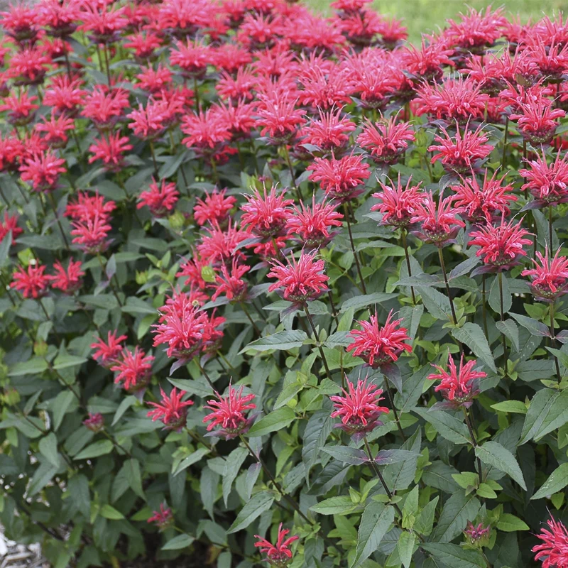 Monarde UPSCALE® Red Velvet