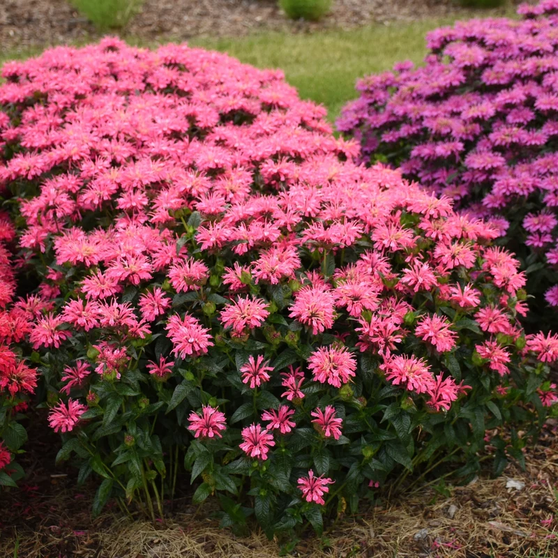 Monarde UPSCALE® Pink Chenille