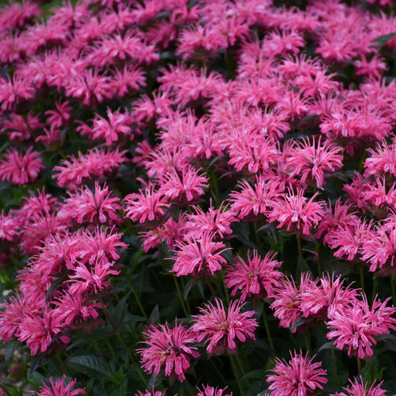 Monarde UPSCALE® Pink Chenille