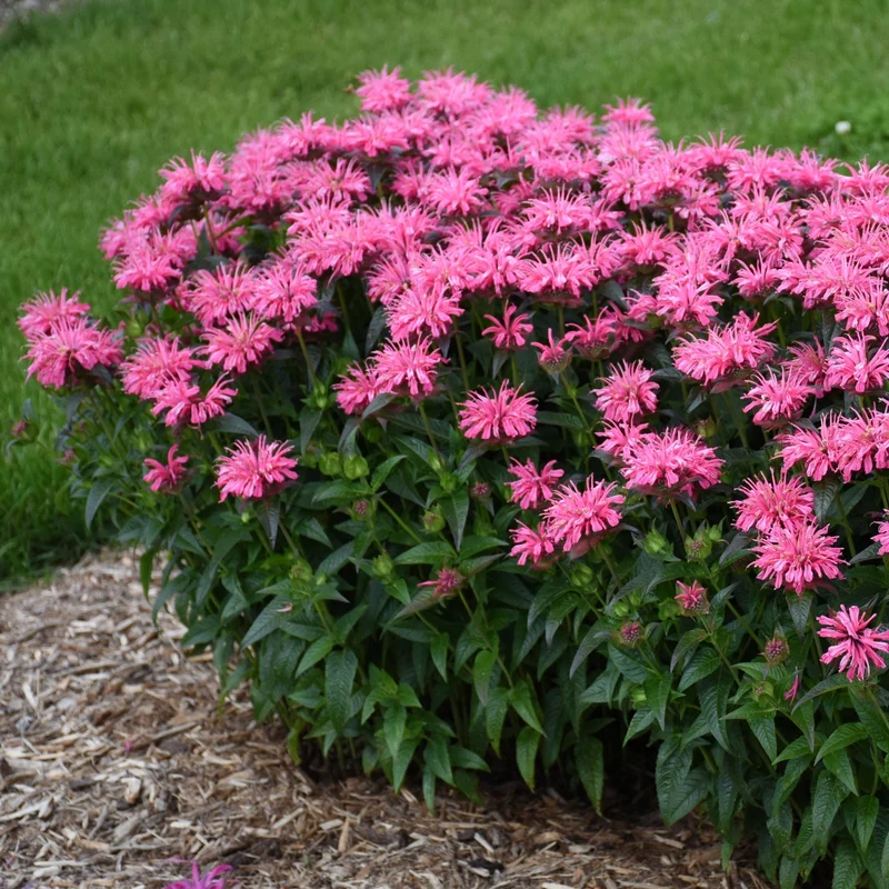 Monarde UPSCALE® Pink Chenille