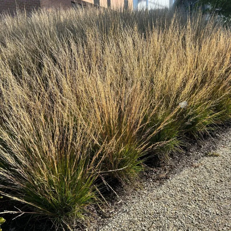 Molinia 'Moorflame'