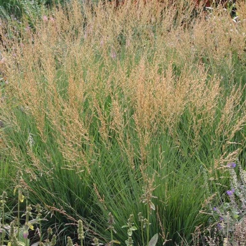 Molinia 'Moorflame'