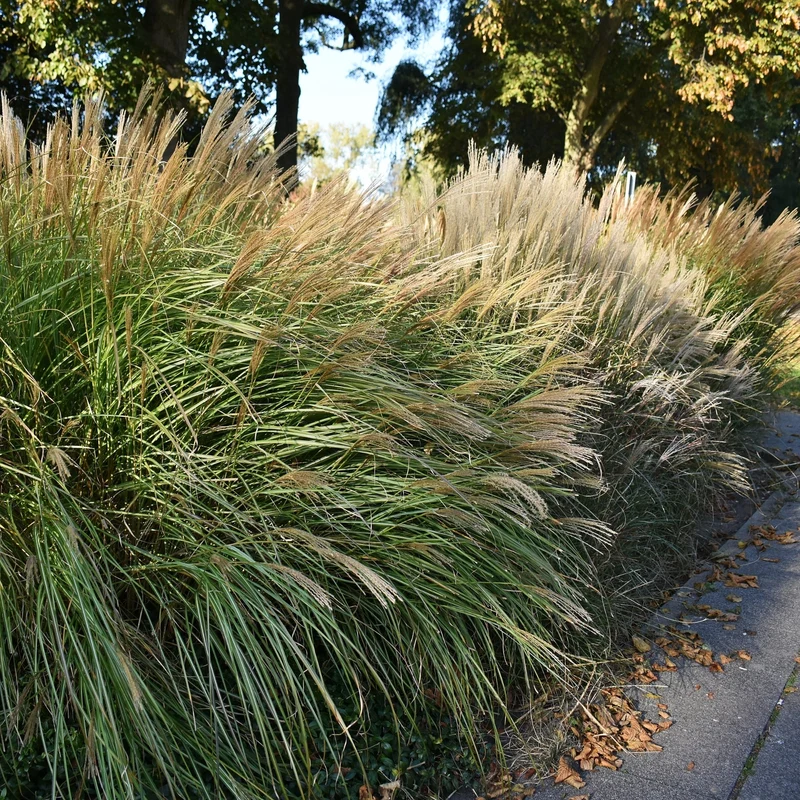 Miscanthus sinensis 'Malepartus' – Miscanthus 'Malepartus' (Roseau de Chine)