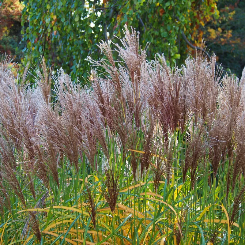 Miscanthus sinensis 'Malepartus' – Miscanthus 'Malepartus' (Roseau de Chine)