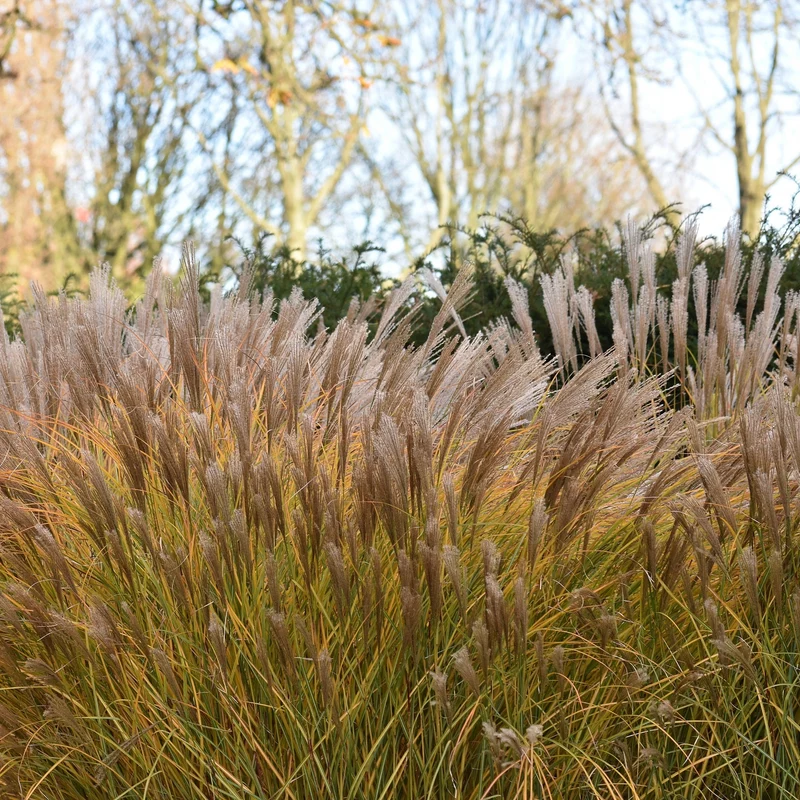 Miscanthus sinensis 'Malepartus' – Miscanthus 'Malepartus' (Roseau de Chine)