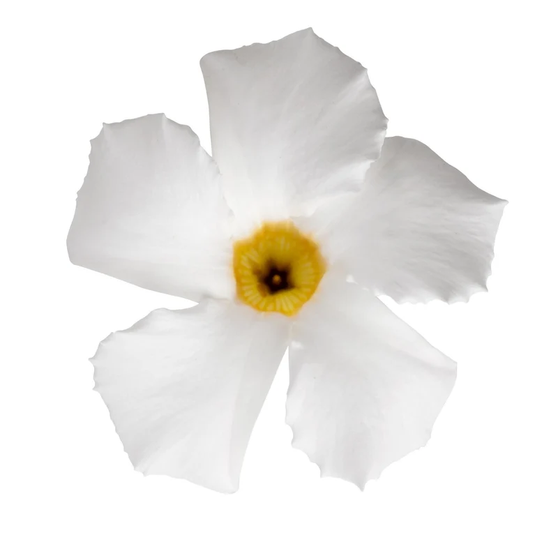 Mandevilla Blanc