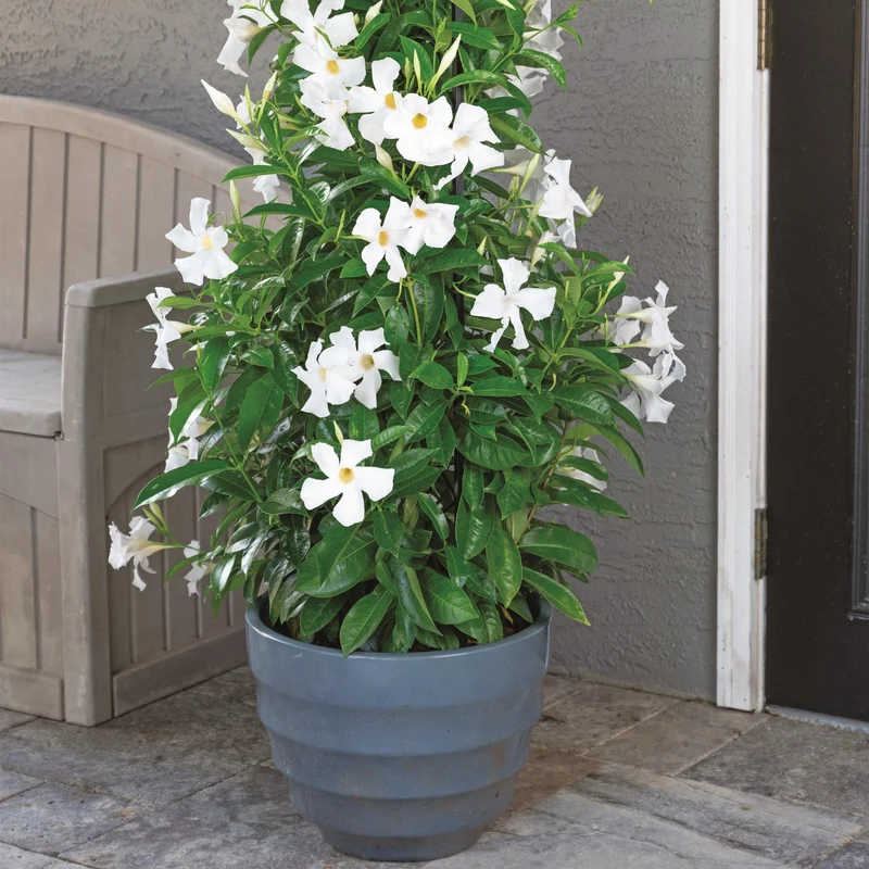 Mandevilla Blanc