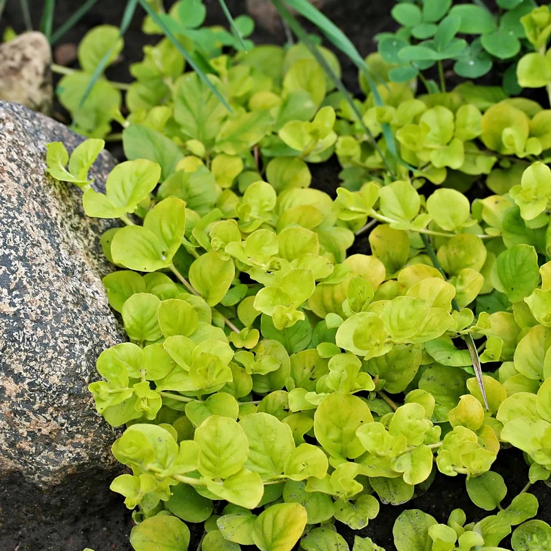 Herbe aux Écus Dorée