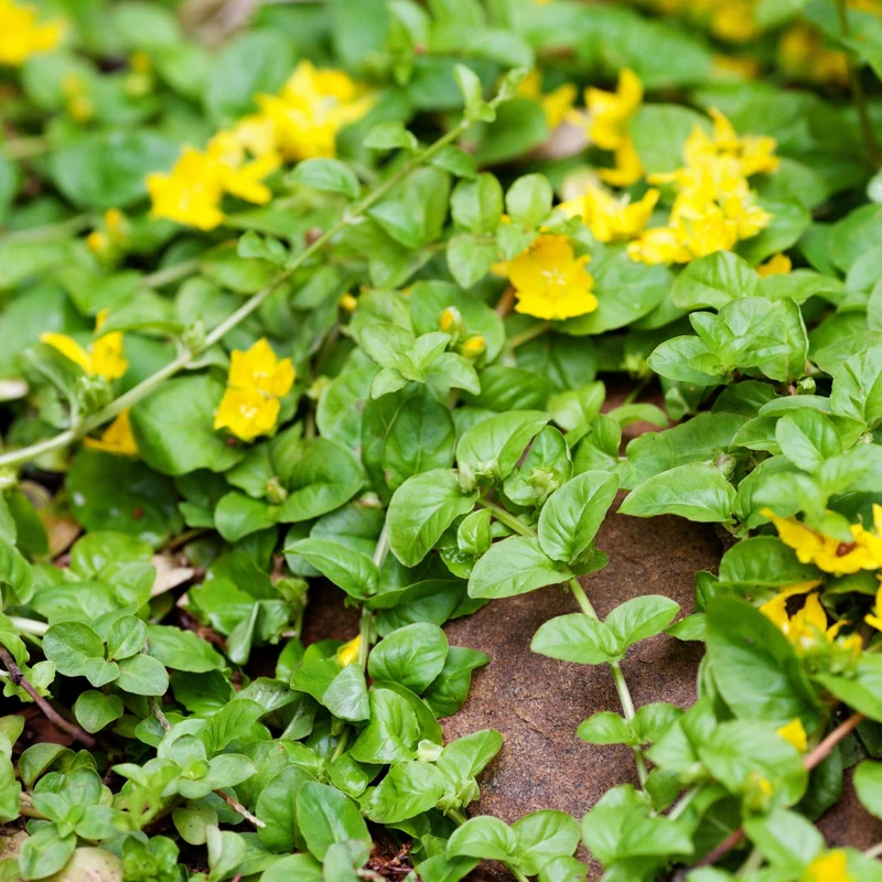 Lysimachia nummularia – Lysimaque nummulaire