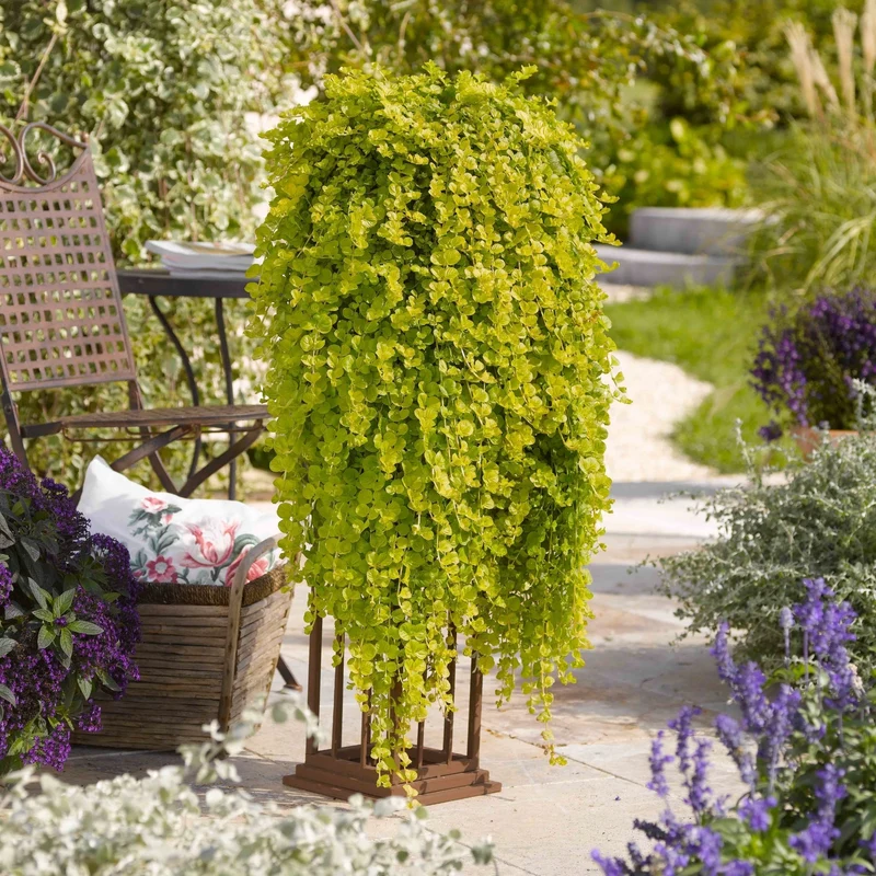Lysimachia nummularia – Lysimaque nummulaire