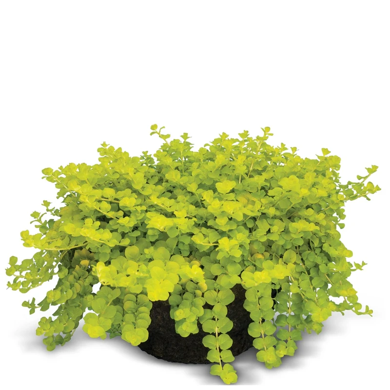 Lysimachia nummularia – Lysimaque nummulaire