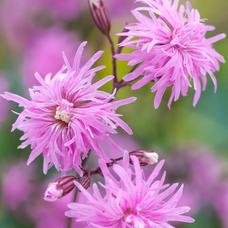 Lychnis flos-cuculi 'Petite Jenny' – Œillet des prés