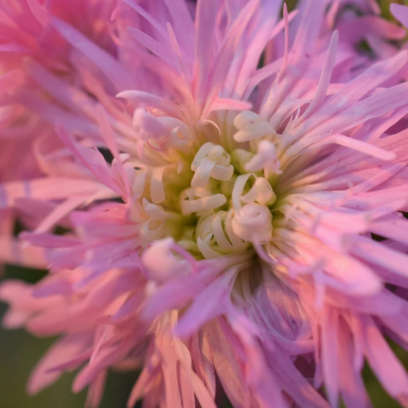 Lychnis flos-cuculi 'Petite Jenny' – Œillet des prés