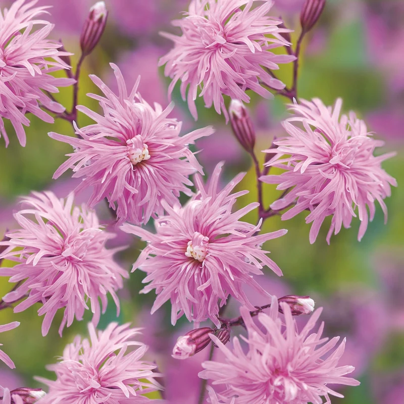 Lychnis flos-cuculi 'Petite Jenny' – Œillet des prés
